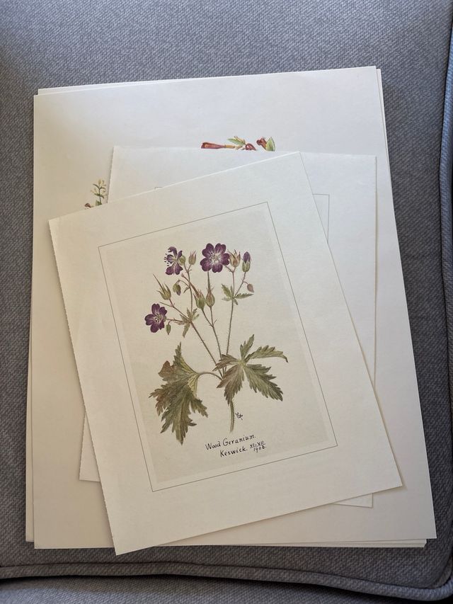 Ilustraciones de plantas