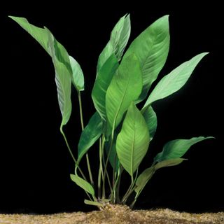 ANUBIA HETEROPHYLLA PLANTA ACUARIO