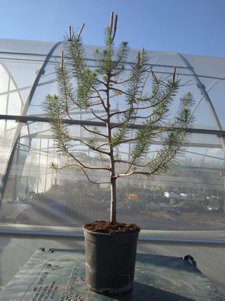 PREBONSÁI PINO CARRASCO