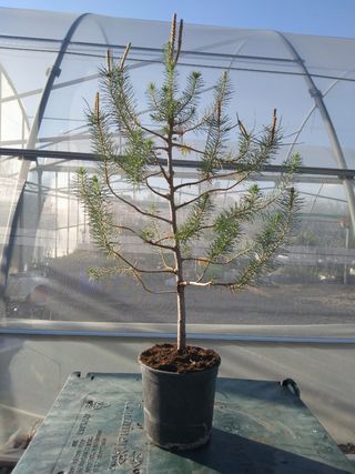 PREBONSÁI PINO CARRASCO