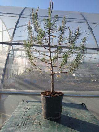 PREBONSÁI PINO CARRASCO