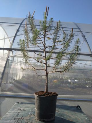 PREBONSÁI PINO CARRASCO