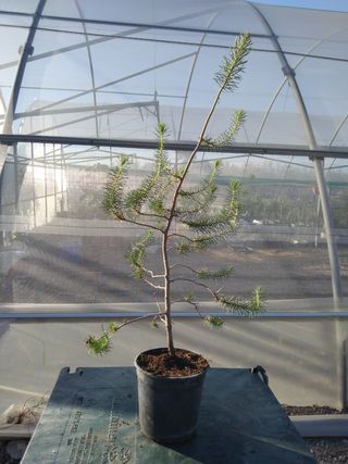 PREBONSÁI PINO CARRASCO