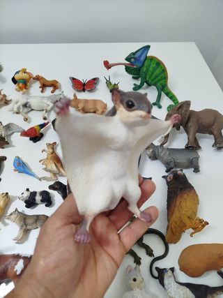 Figuras schlein . Se envia