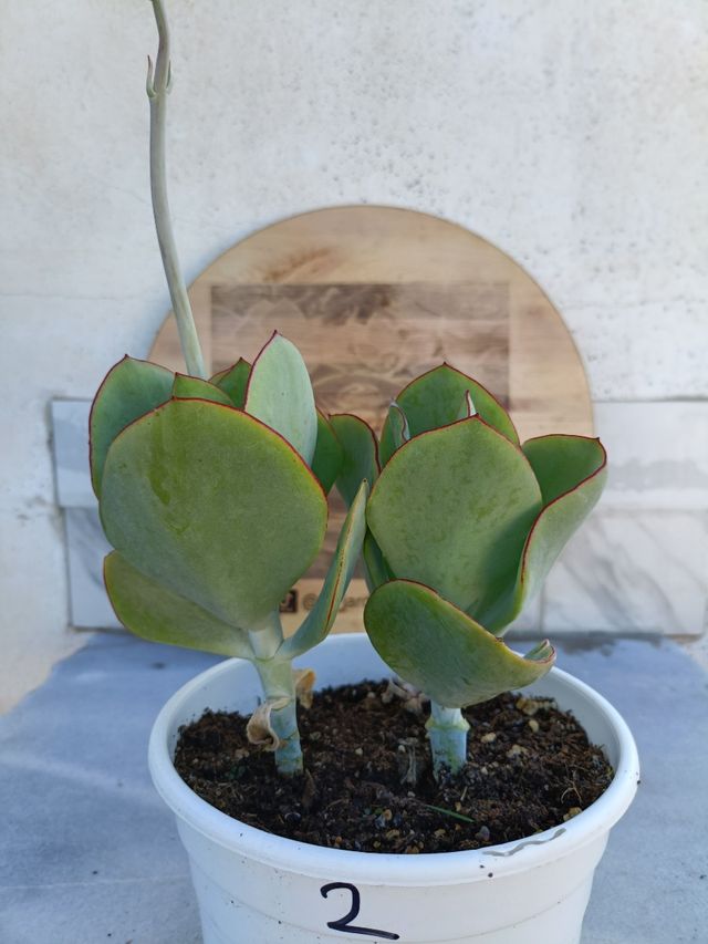 Cotyledon orbiculata 2