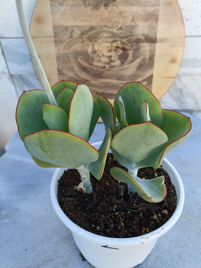 Cotyledon orbiculata 2