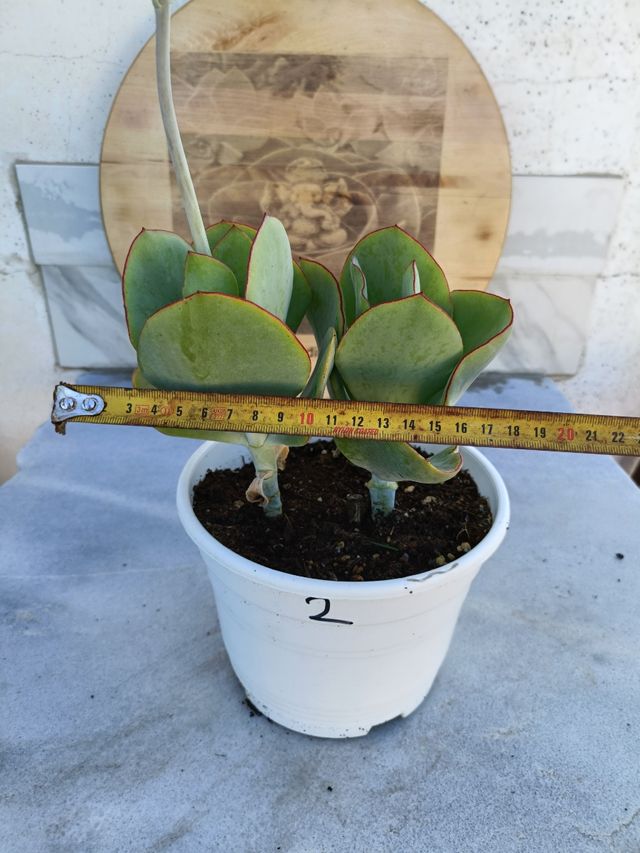 Cotyledon orbiculata 2