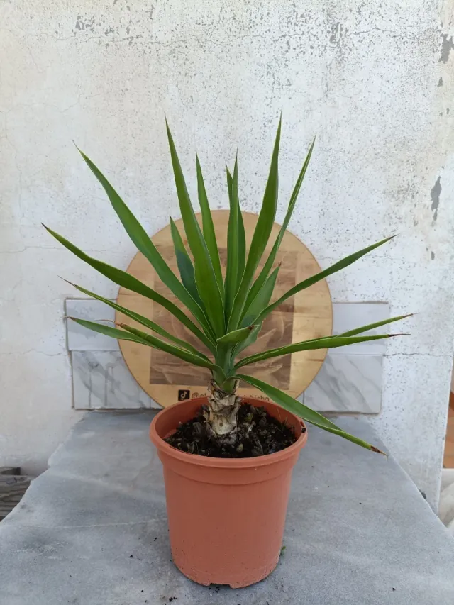 Yucca gigantea