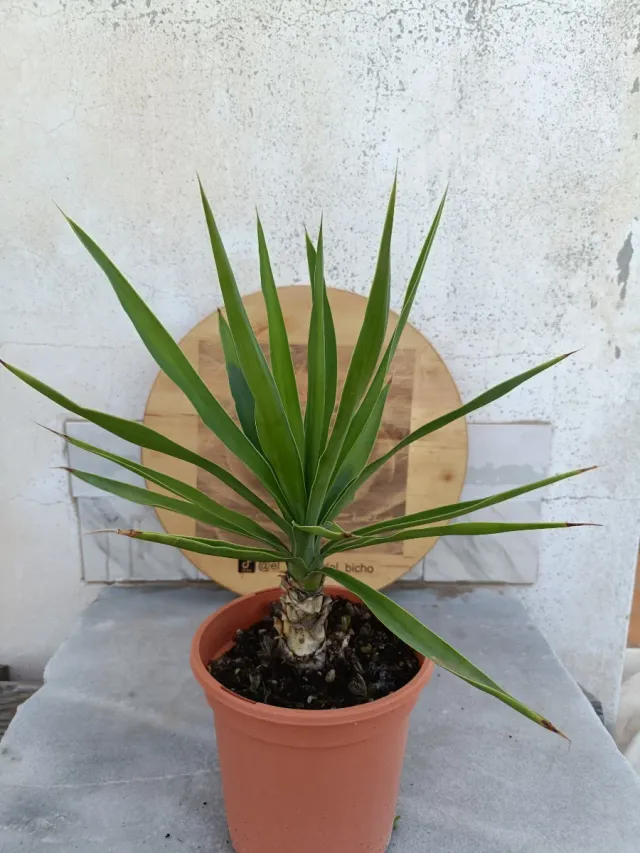 Yucca gigantea