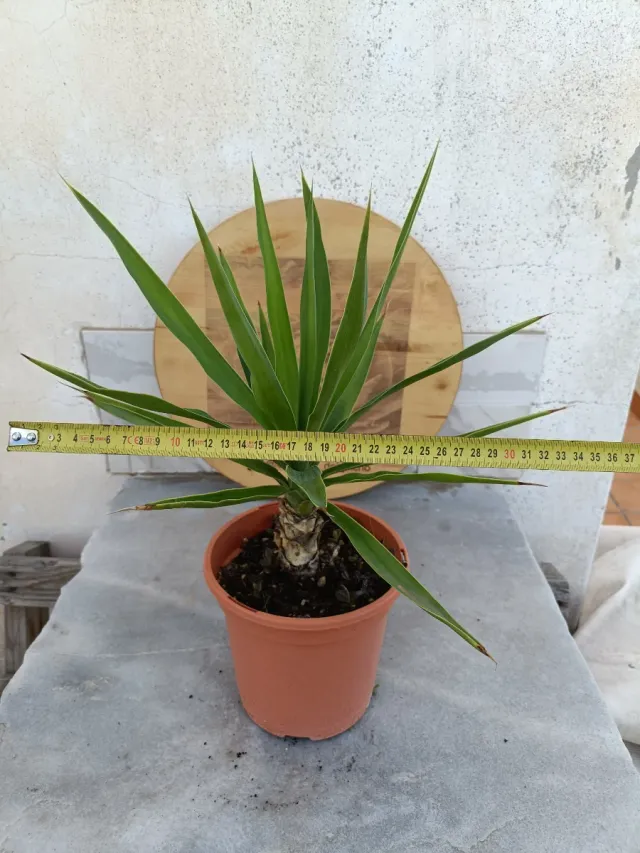 Yucca gigantea