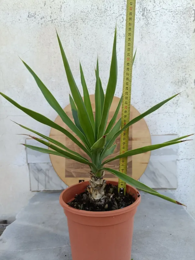 Yucca gigantea