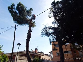 Tala poda de árboles limpieza parcelas palmeras