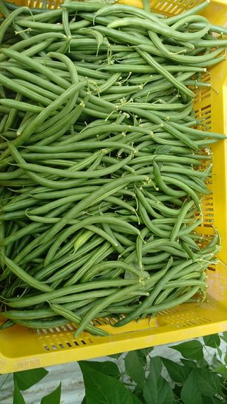 Trabajo de invernadero ect