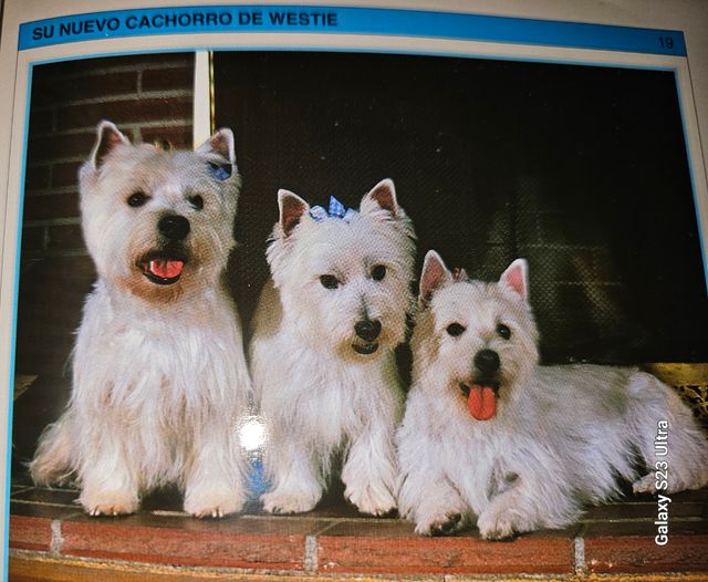 West highland white terrier...