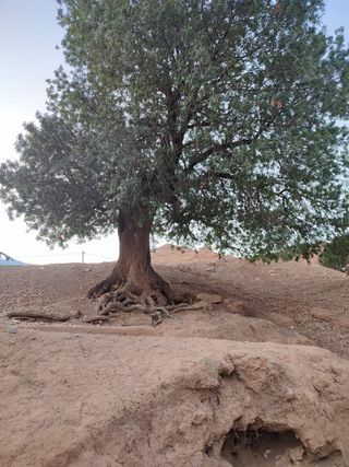 Jardineria: Diseño y Mantenimiento bodas en altura