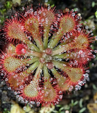 DROSERA SPATULA PLANTA TERRARIO