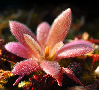NEPENTHES MACFARLANEI PLANTA TERRARIO