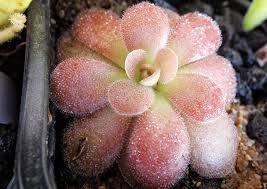 PINGUICULA CHERRY BLOSSOM PLANTA TERRARIO
