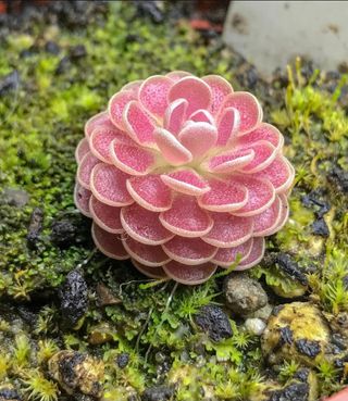 PINGUICULA FLORIAN PLANTA TERRARIO