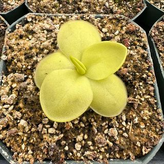 PINGUICULA GINA PLANTA TERRARIO