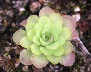 PINGUICULA MORANENSIS PLANTA TERRARIO