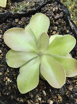 PINGUICULA NIKLAS PLANTA TERRARIO