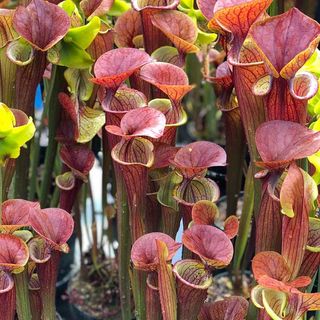 SARRACENIA FLAVA ATROPURPUREA  PLANTA TERRARIO