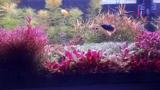 Plantas premium para acuario