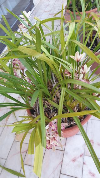 Orquideas roseo sem vaso