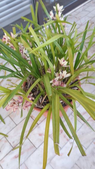 Orquideas roseo sem vaso