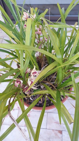 Orquideas roseo sem vaso