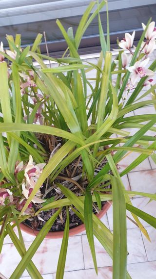 Orquideas roseo sem vaso