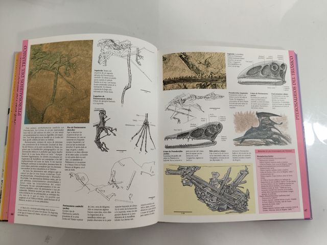 Pterosaurios (Spanish Edition)