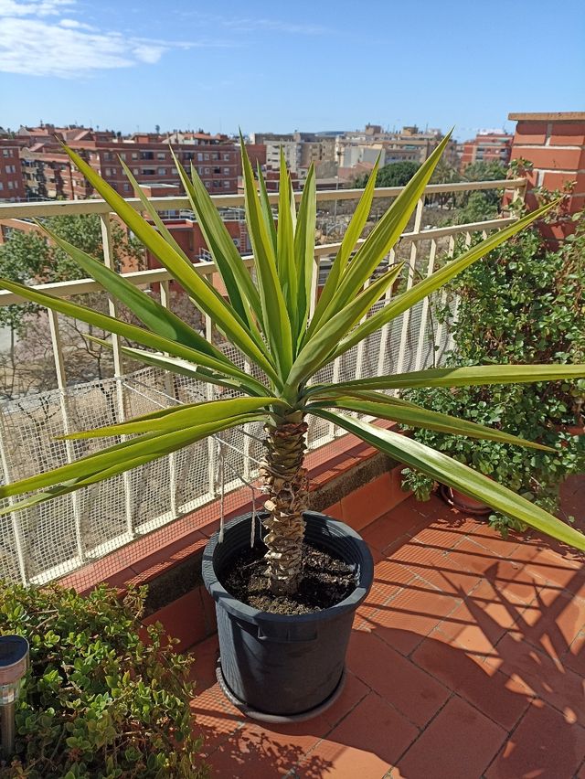 Yucas ( no envío) Es precio por unidad