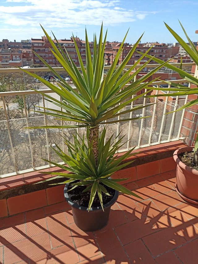 Yucas ( no envío) Es precio por unidad