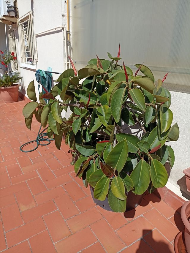 Yucas ( no envío) Es precio por unidad