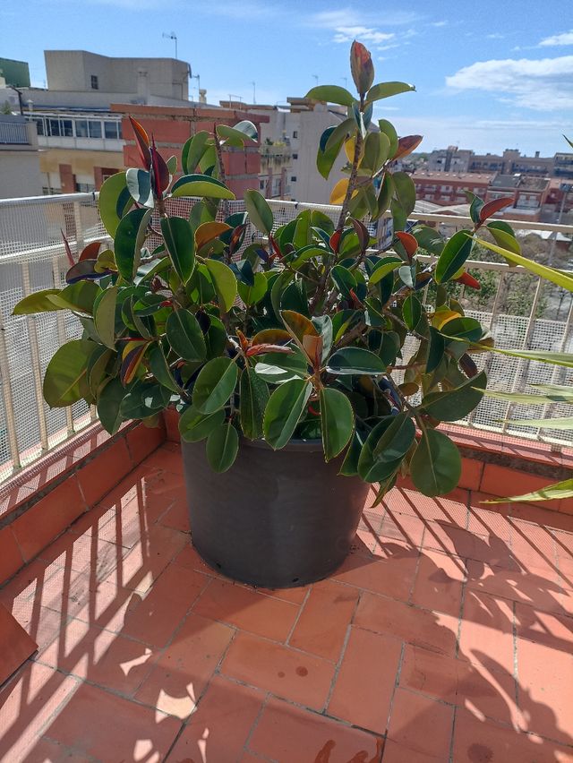 Yucas ( no envío) Es precio por unidad