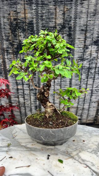 PRE-BONSAI NIRE KEYAKI / OLMO JAPONES IMPORT 25