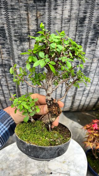PRE-BONSAI NIRE KEYAKI / OLMO JAPONES IMPORT 25