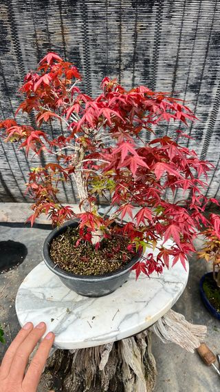 PRE-BONSAI ACER DESHOJO / ARCE JAPONES