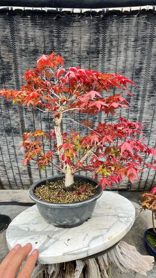 PRE-BONSAI ACER DESHOJO / ARCE JAPONES