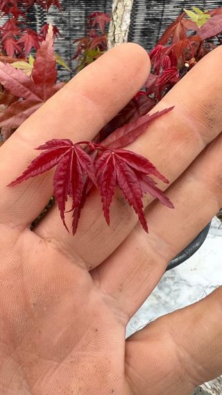 PRE-BONSAI ACER DESHOJO / ARCE JAPONES
