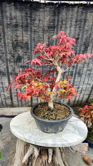 PRE-BONSAI ACER DESHOJO / ARCE JAPONES