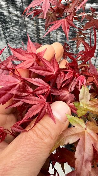 PRE-BONSAI ACER DESHOJO / ARCE JAPONES