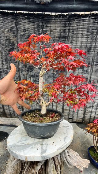 PRE-BONSAI ACER DESHOJO / ARCE JAPONES