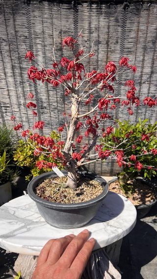PRE-BONSAI ACER DESHOJO / ARCE JAPONES