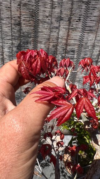 PRE-BONSAI ACER DESHOJO / ARCE JAPONES