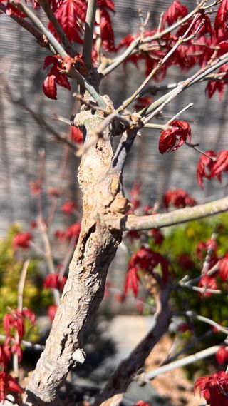 PRE-BONSAI ACER DESHOJO / ARCE JAPONES