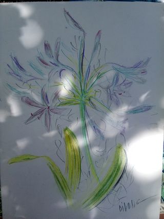Disegno a matita ( Fiore)