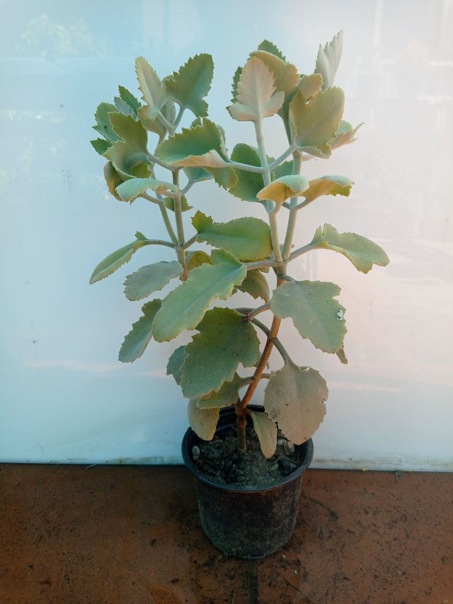 Planta Kalanchoe Millotii